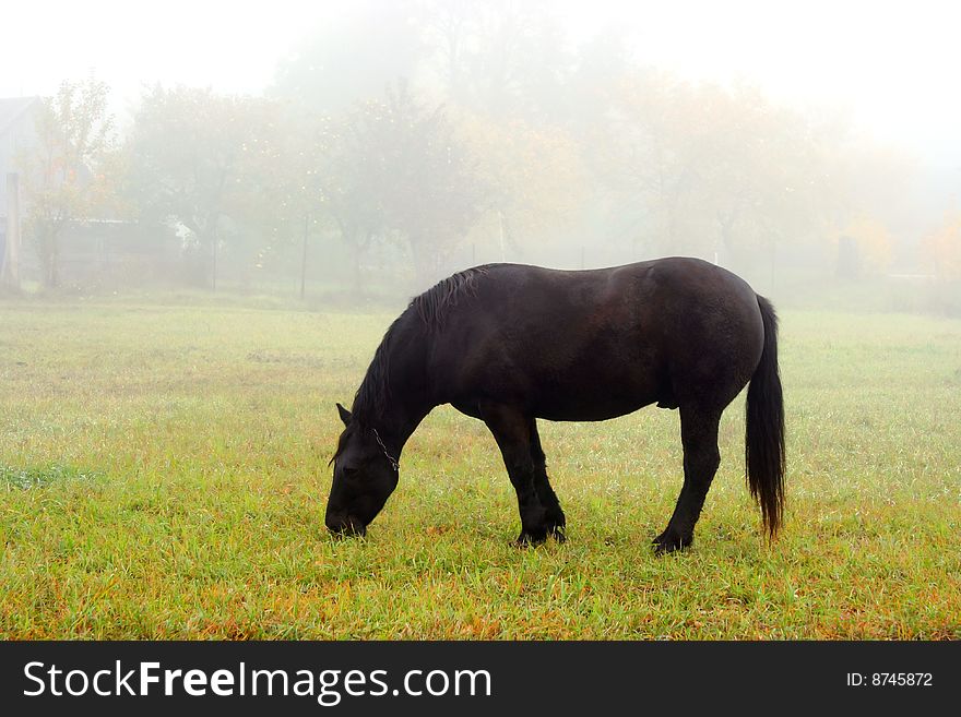 Black horse on green field at fog.