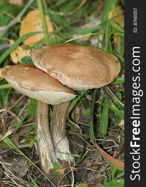 Orange-cap boletus mushrooms grow in the autumn in the forest