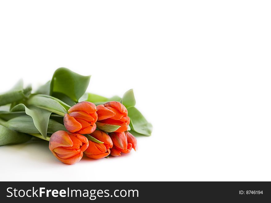 Bunch of orange tulips on white background. Bunch of orange tulips on white background