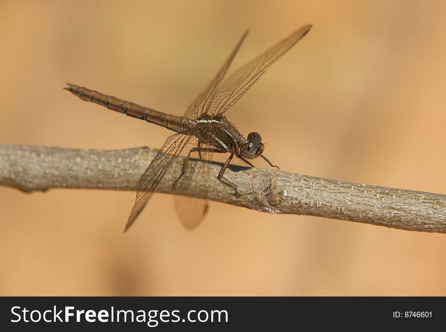 Dragon Fly resting on a small branch. Dragon Fly resting on a small branch.