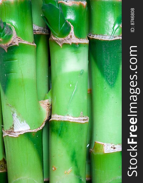 Nature theme: an image of green stems of bamboo. Nature theme: an image of green stems of bamboo