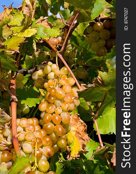 Macro vine of crimean grape