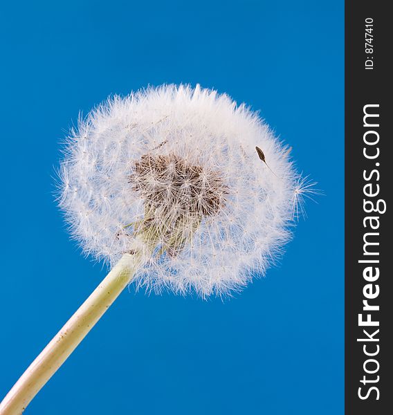 Single white dandelion on blue background