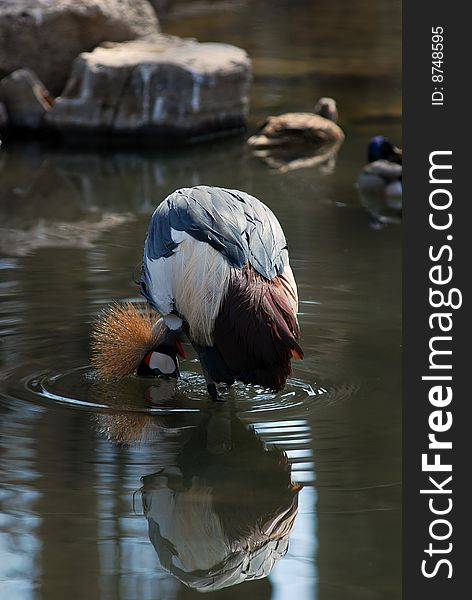 African crowned crane in water