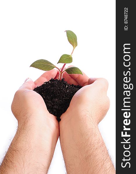 Hands holding a small plant. Hands holding a small plant