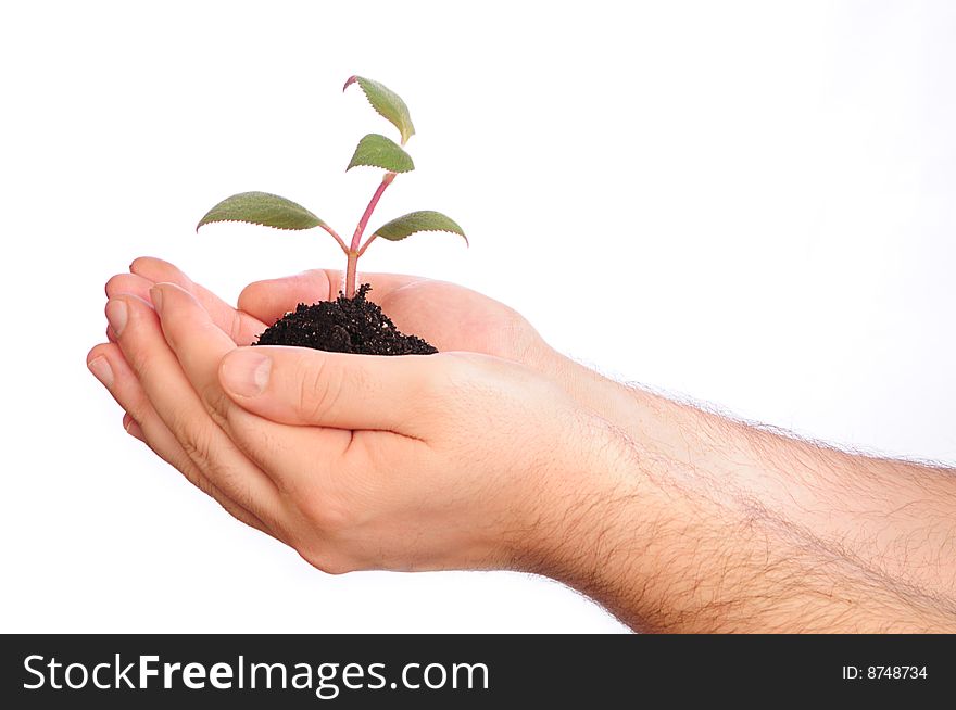 Hands holding a small plant. Hands holding a small plant