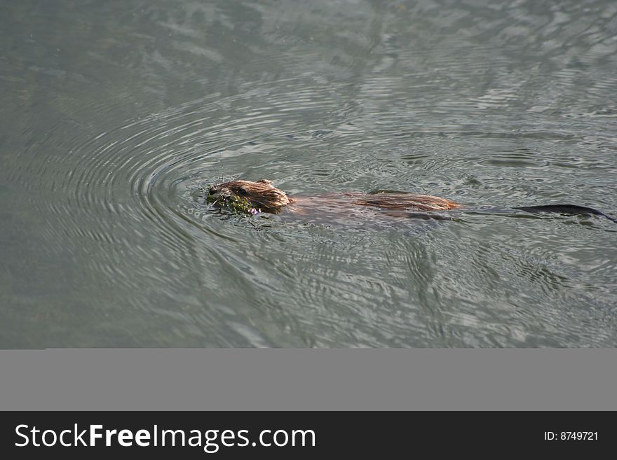 Muskrat floats down the river with algae in the teeth. Muskrat floats down the river with algae in the teeth