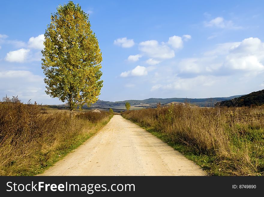 Tree and road