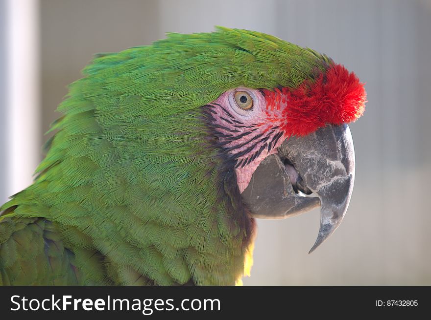 Military Macaw Closeup
