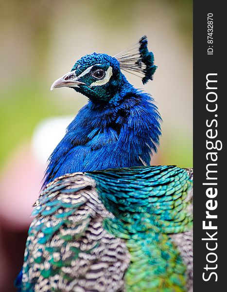 Peacock