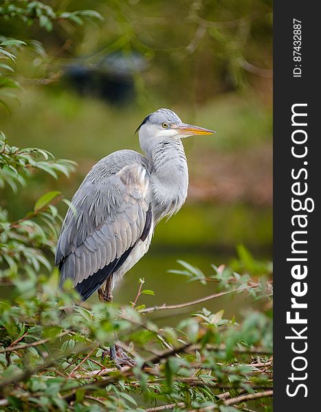 Grey heron