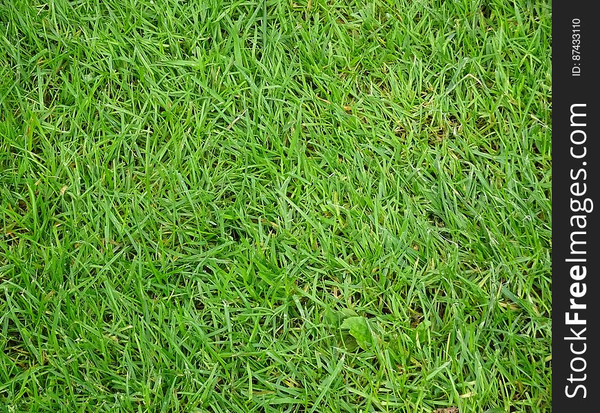 A frame full of green grass. I am trying to capture a wide variety of stock photos, therefore I also take some photos that seem simple or trivial. In order to help anybody prosper with his/her blog, website or business I like to provide free stock photos of literally ANY subject. Hopefully people find it of use :&#x29; Free stock photos daily. For my full portfolio you can see stockypics.com