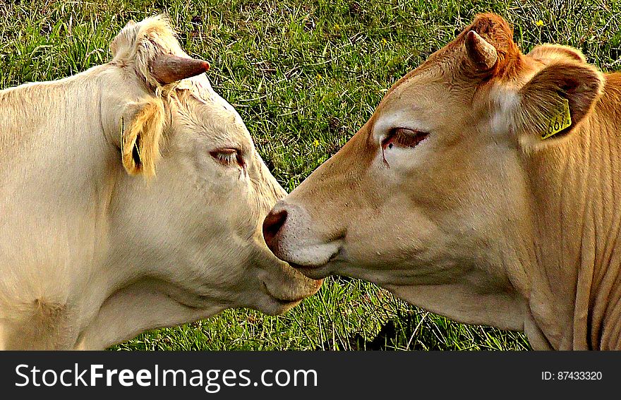 PUBLIC DOMAIN DEDICATION digionbew 8. juni - 11-06-16 Two cows facing LOW RES S1440157