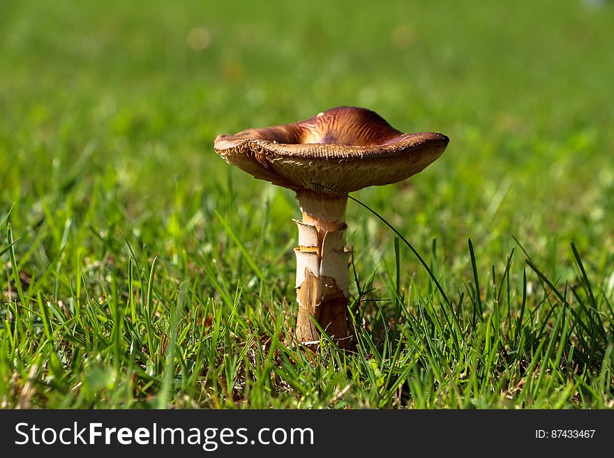 The random mushroom