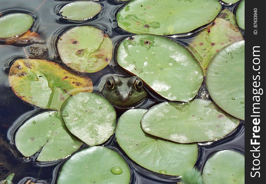 A still frog stares from beneath the lily pads at the Red Fox trail head. &#x28;Finlayson Point Provincial Park&#x29;