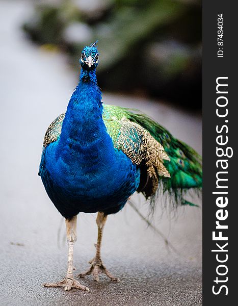 Sassy Peacock