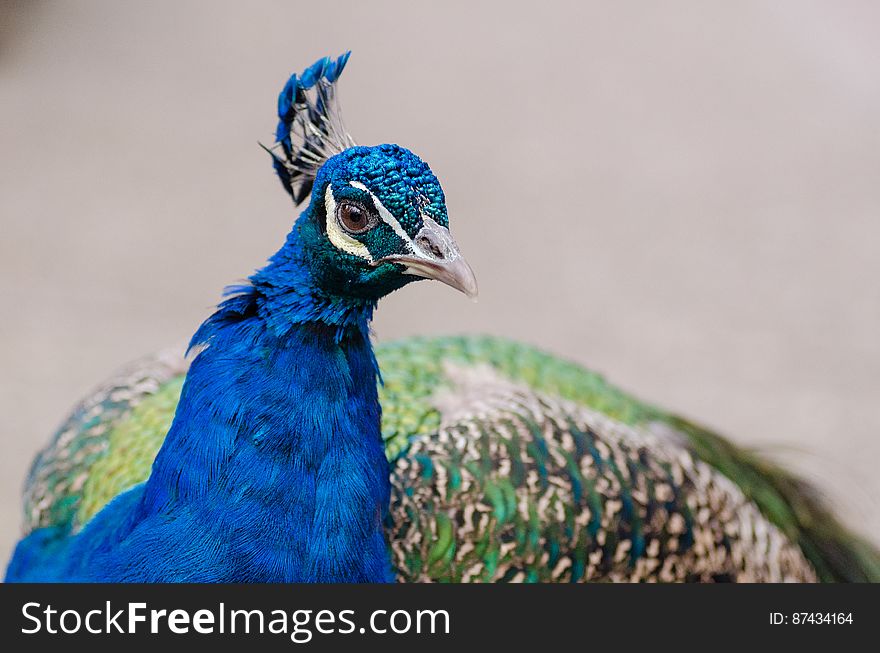 Peacock