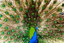 Peacock Spreads  Tail Stock Photos