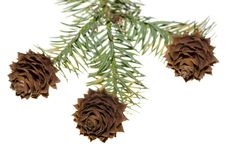 China Fir Tree Cones Stock Image China Fir Tree Cones Stock Image