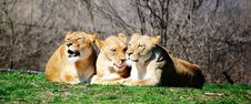 Three Lions Stock Photo