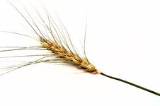 Ear Of Wheat Royalty Free Stock Images Ear Of Wheat Royalty Free Stock Images