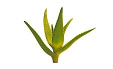Aloe Vera Royalty Free Stock Photos Aloe Vera Royalty Free Stock Photos