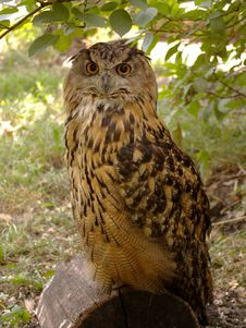 Eagle Owl Stock Images