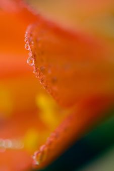 Red Flower Petals With Dew Drops Stock Photo