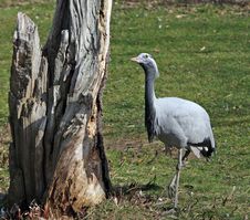 Bird Animal Crane Stock Images Bird Animal Crane Stock Images