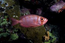 Crescent-tail Bigeye Stock Images