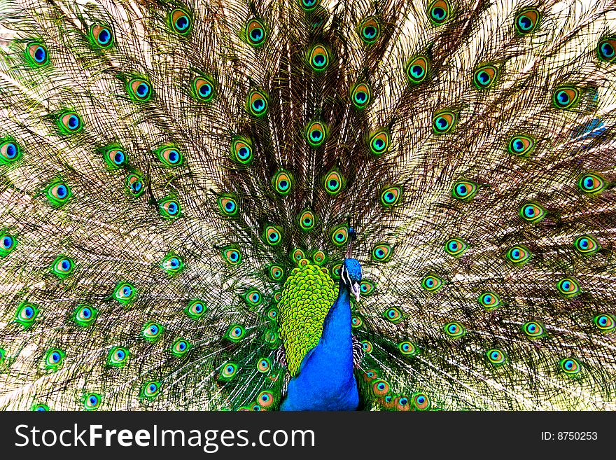 This one's purty as a peacock - strutting about hiding the other men from his soon to be lovebird. This one's purty as a peacock - strutting about hiding the other men from his soon to be lovebird