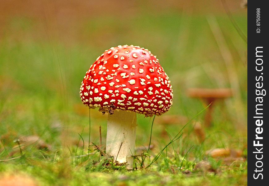 Red Fly agaric in pine tree forest