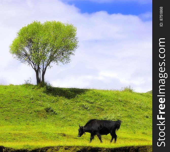 Green Landscape With Isolated Cattle