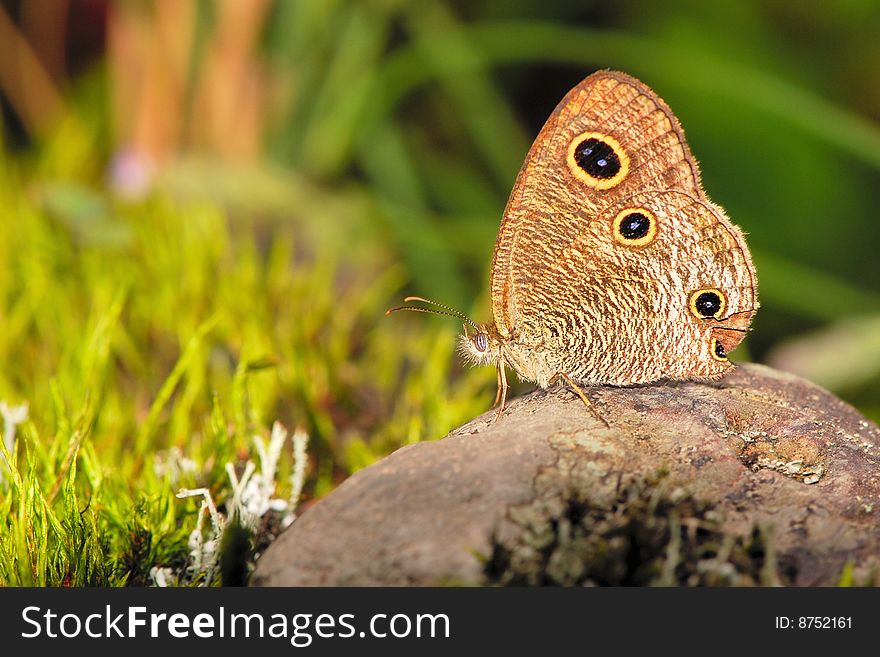 A endemic species buttercly in Taiwan. There're many eyes(spots) on it's wings. A endemic species buttercly in Taiwan. There're many eyes(spots) on it's wings.