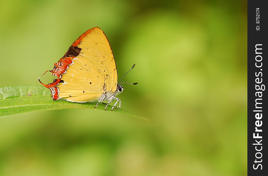 A small cute butterfly. It has yellow wings. Its head looks like an alien. A small cute butterfly. It has yellow wings. Its head looks like an alien.