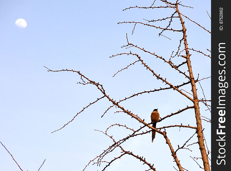 Bird In Tree Against The Moon