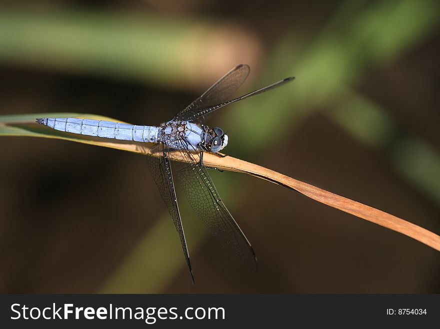 A male Orthetrum brunneum - southern skimmer - showing off his beautiful colors. A male Orthetrum brunneum - southern skimmer - showing off his beautiful colors