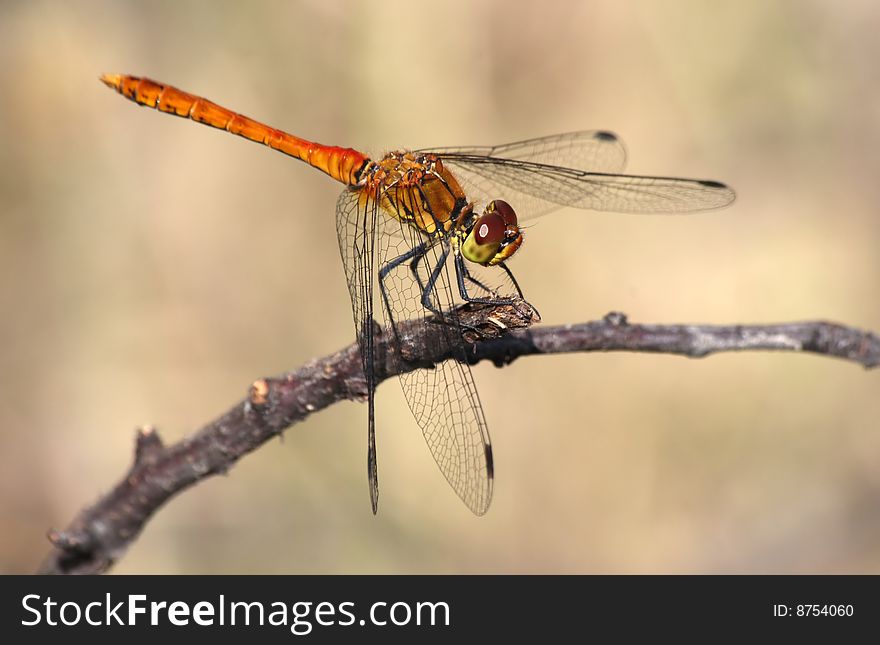 A male ruddy darter - Sympetrum sanguineum - a common species of dragonflies in Romania. A male ruddy darter - Sympetrum sanguineum - a common species of dragonflies in Romania