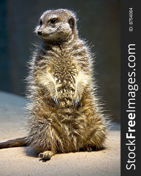 Slender-tailed meerkat. Latin name - Suricata suricatta. Slender-tailed meerkat. Latin name - Suricata suricatta