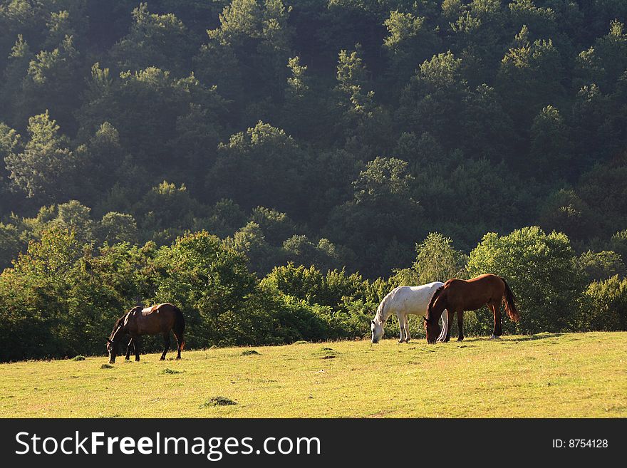 Three horses grazing on a mountain pasture. Three horses grazing on a mountain pasture