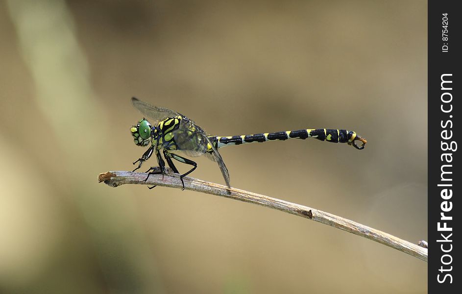 Small Pincertail - Onychogomphus Forcipatus