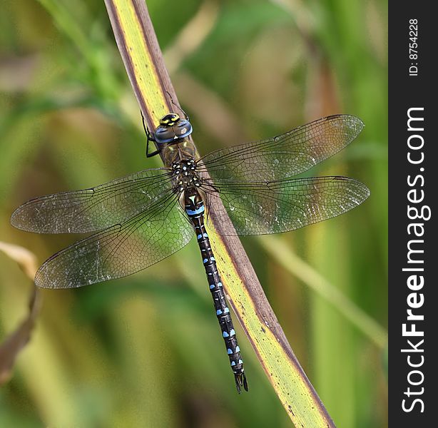 An mature migrant hawker male resting. An mature migrant hawker male resting