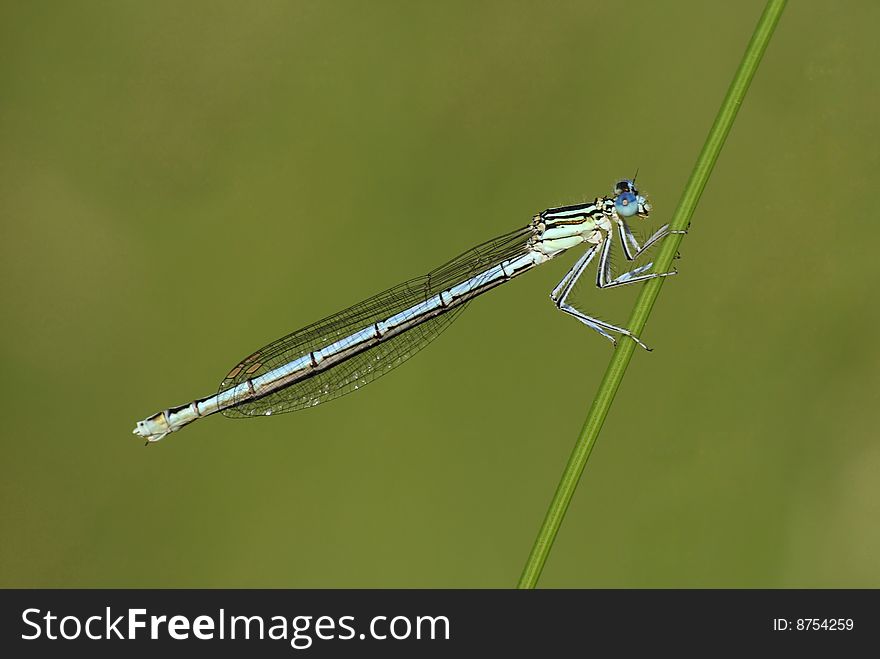 A male white-legged damselfly - Platycnemis pennipes - resting on a grass
