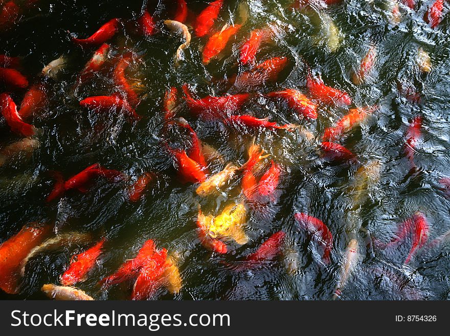 A group of carp,swimming and moving