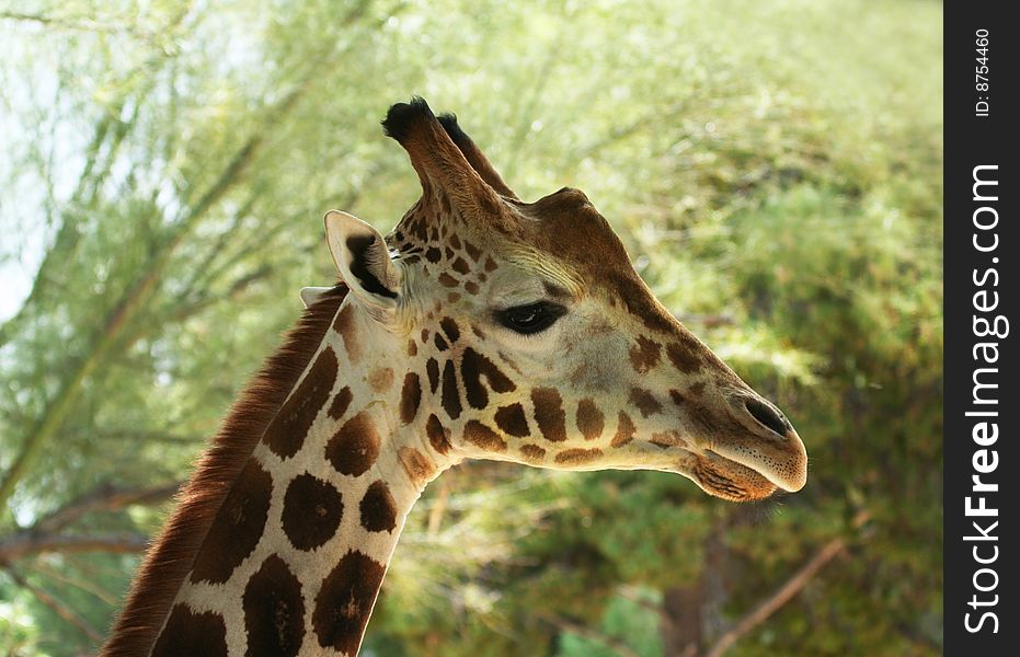 A Profile of an African Giraffe Among the High Tree Branches. A Profile of an African Giraffe Among the High Tree Branches