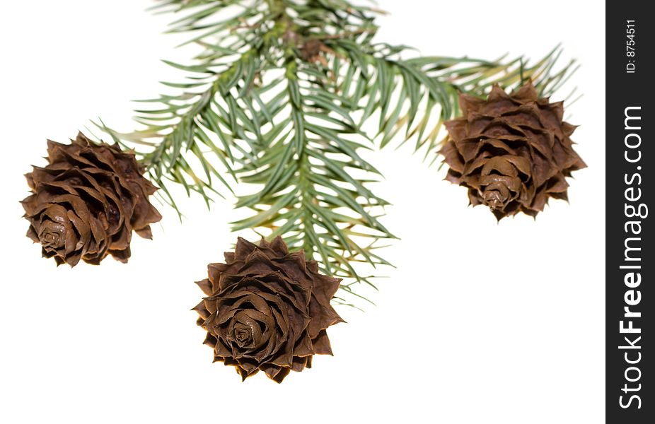 Seed cones of a China Fir tree on white background. Lit from behind to eliminate shadow. Seed cones of a China Fir tree on white background. Lit from behind to eliminate shadow.