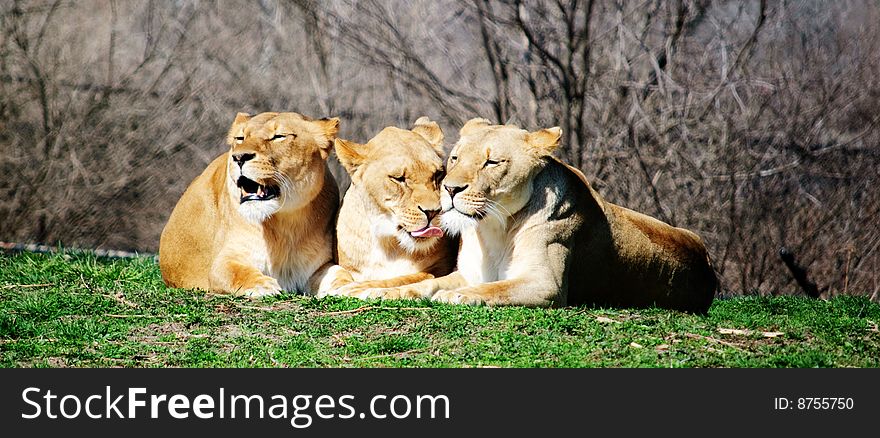 Three male Lions laying down at the zoo. Three male Lions laying down at the zoo