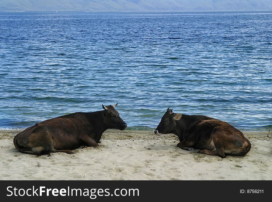Cows lying on shore sand with lake behind. Cows lying on shore sand with lake behind