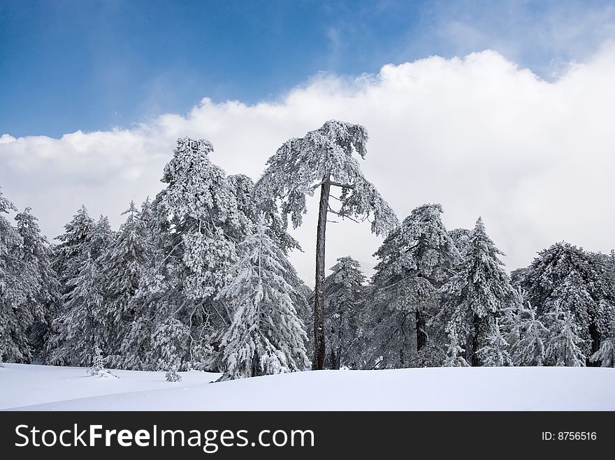 winter  Landscape with snow  at Troodos mountains in Cyprus. winter  Landscape with snow  at Troodos mountains in Cyprus