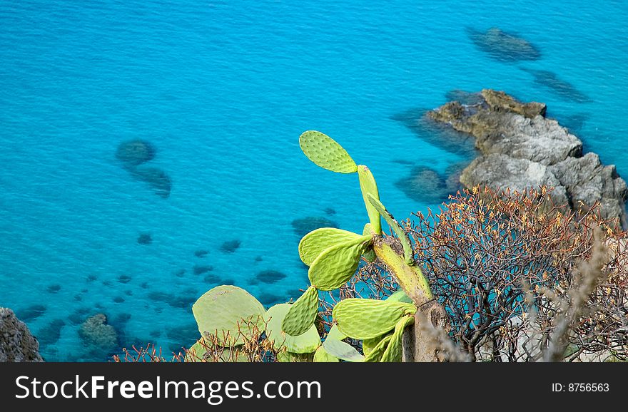 A cactus against blue sea with rocks. Copy space.